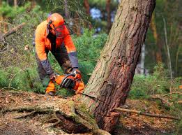 How Our Tree Care Process Works  in  Florence Graham, CA