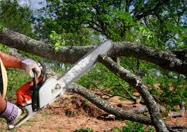 Professional Tree Removal Services in Florence Graham, CA