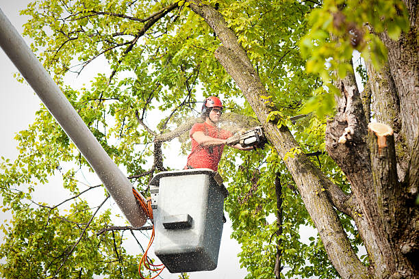 Best Arborist Consultation Services  in Florence Graham, CA